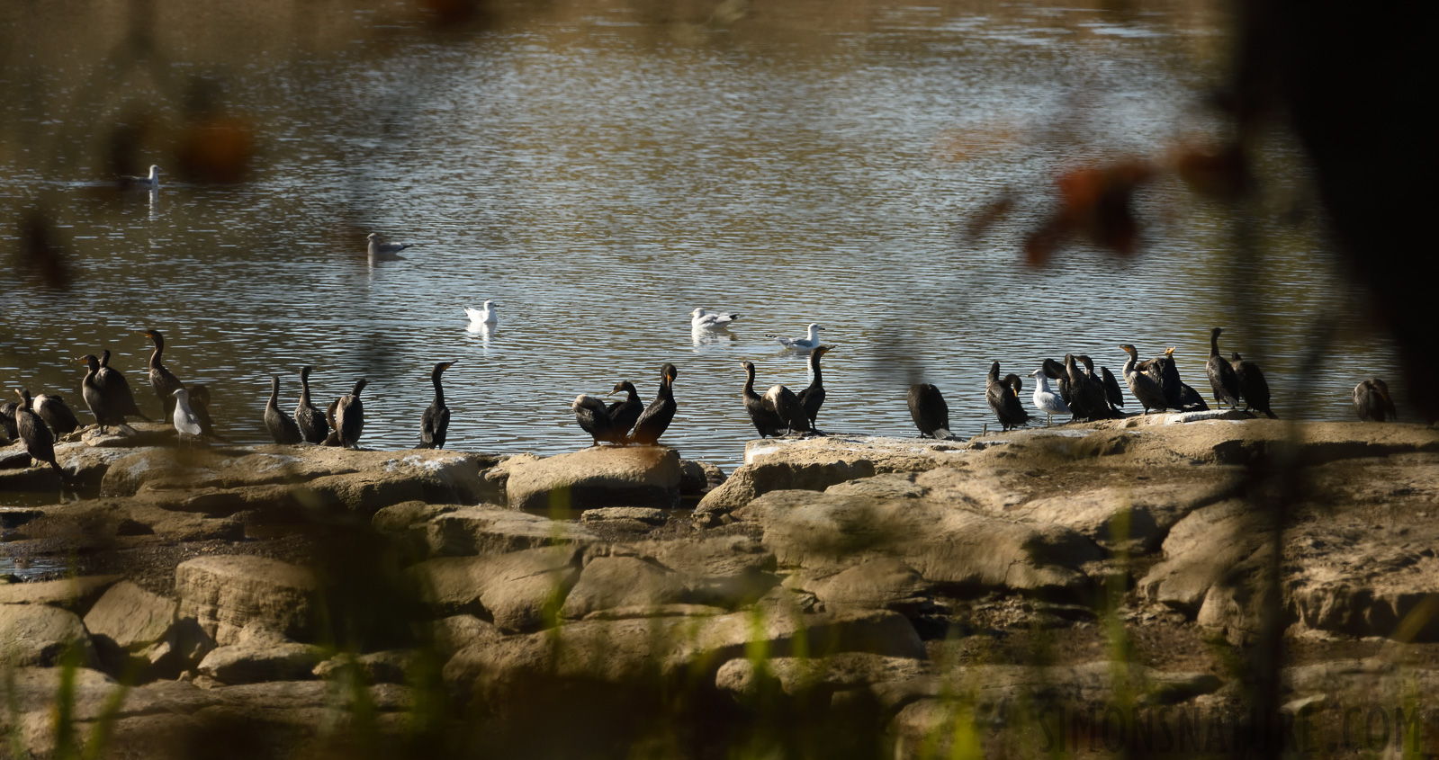 Phalacrocorax auritus auritus [400 mm, 1/2000 sec at f / 8.0, ISO 1000]